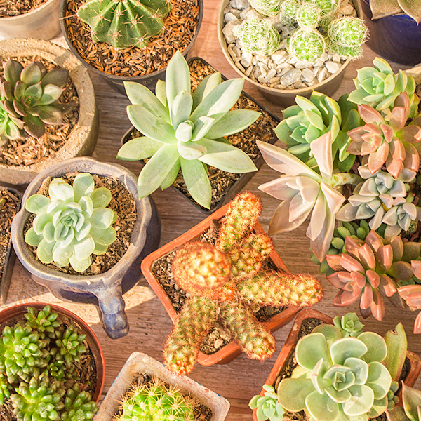 planta
